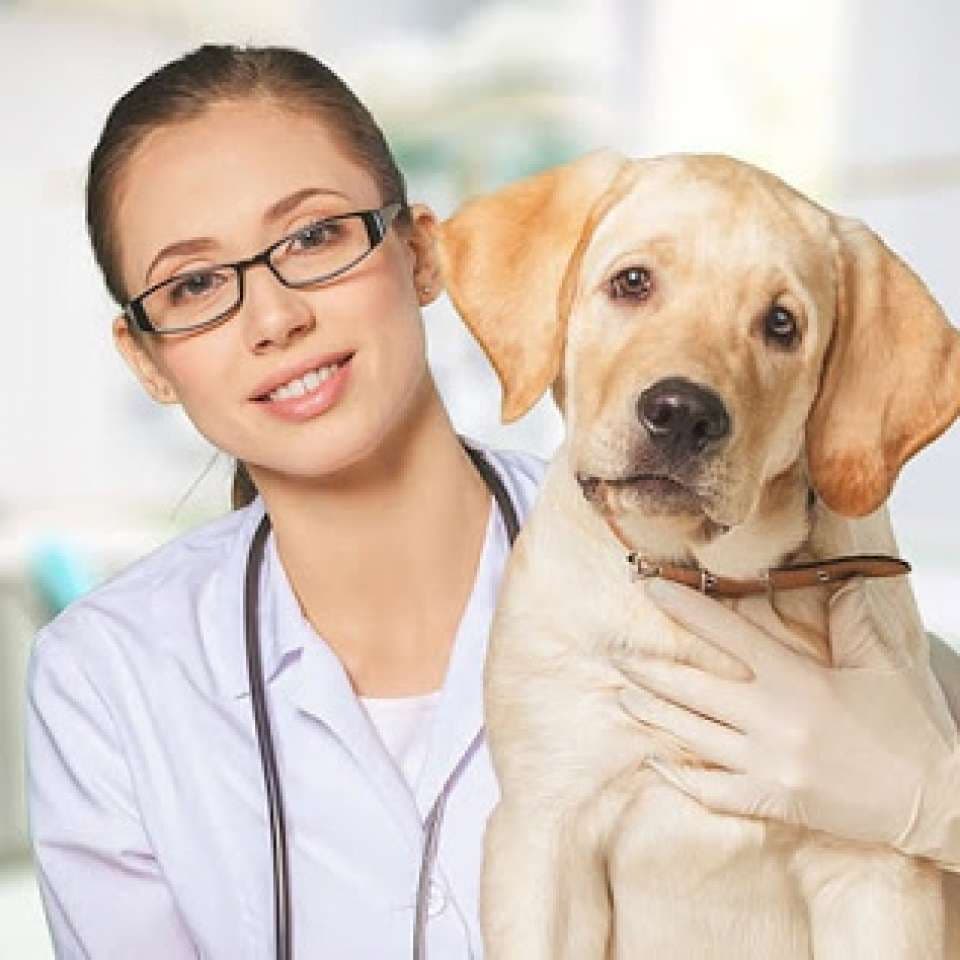 Veterinário: Como se tornar, áreas de atuação e quanto ganha?