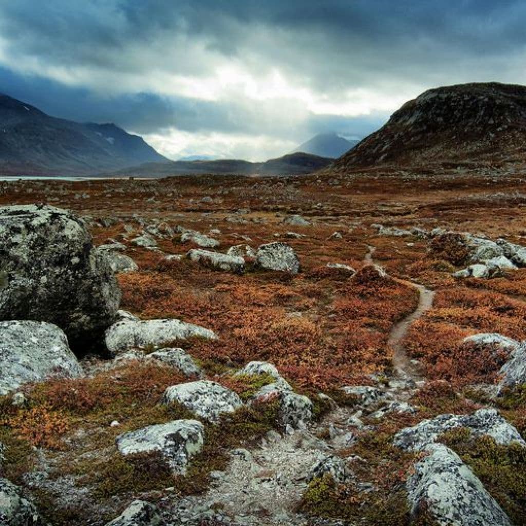 Bioma Tundra, Taiga, Floresta Temperada: tipos e características
